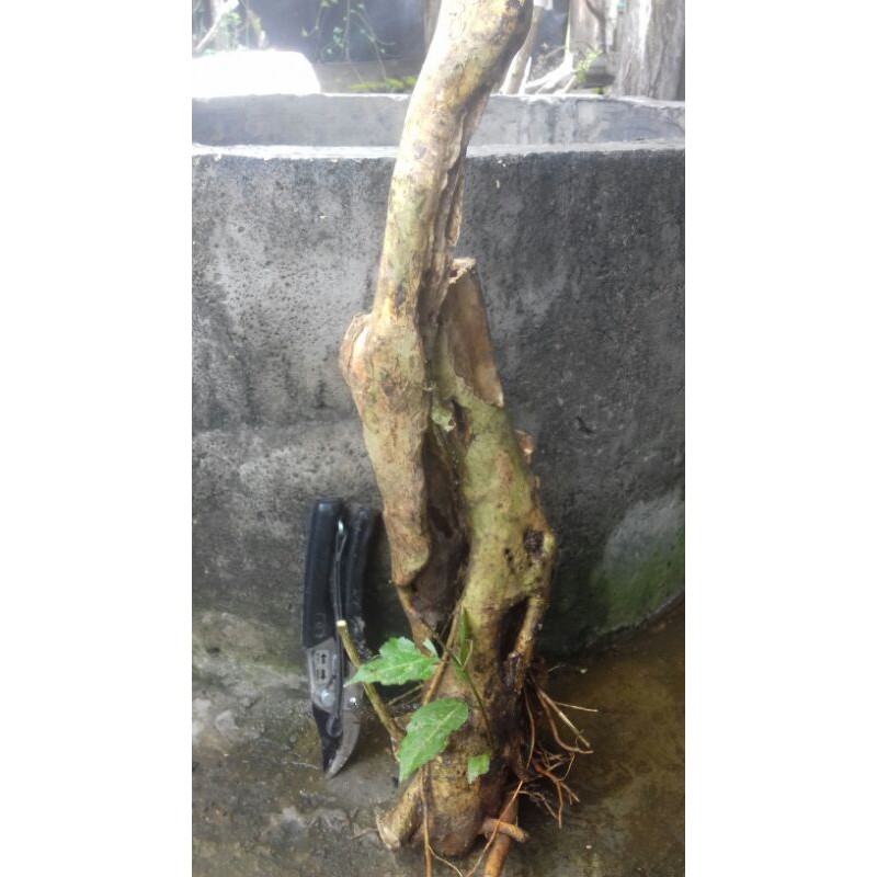 bahan bonsai wahong berkarakter