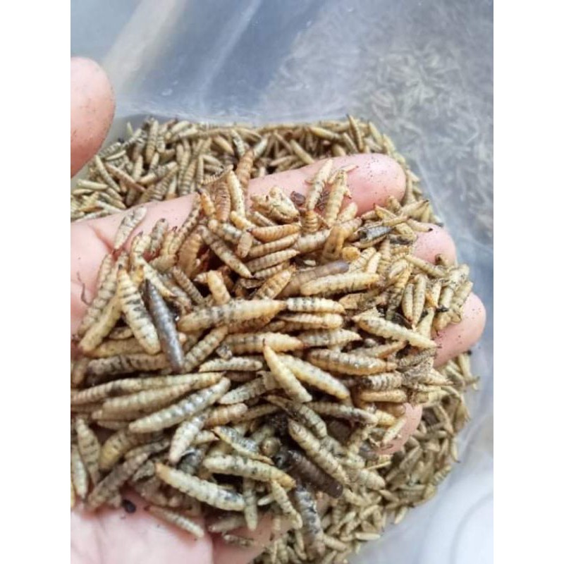 Magot kuning kemerahan maggot kering 500 gram pakan ikan koi, arwana, kadal, reptil dll