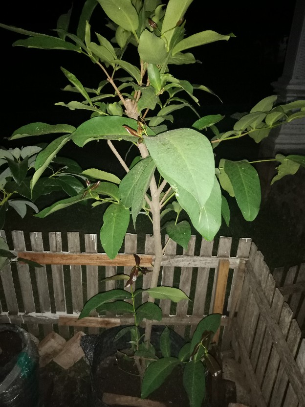 (1pcs)mata Obeng Ketok Ph2 Tajam (+) Ph3 Tumpul (+) Tekiro 1pcs