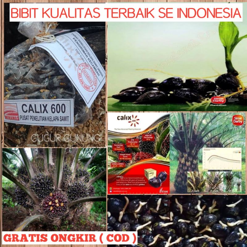 Bibit benih Kecambah Sawit calix kualitas super unggul Bibit Benih Kelapa Sawit CALIX benih bibit ke