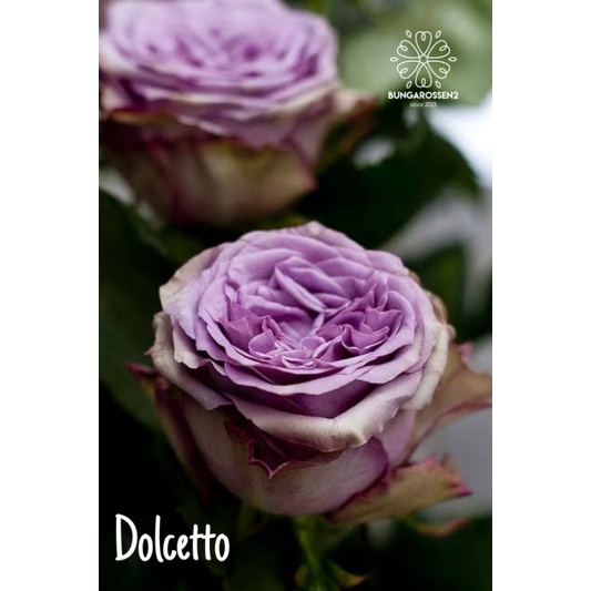 Bunga Mawar Import DOLCETTO - Mawar import murah - mawar ungu - tanaman hias