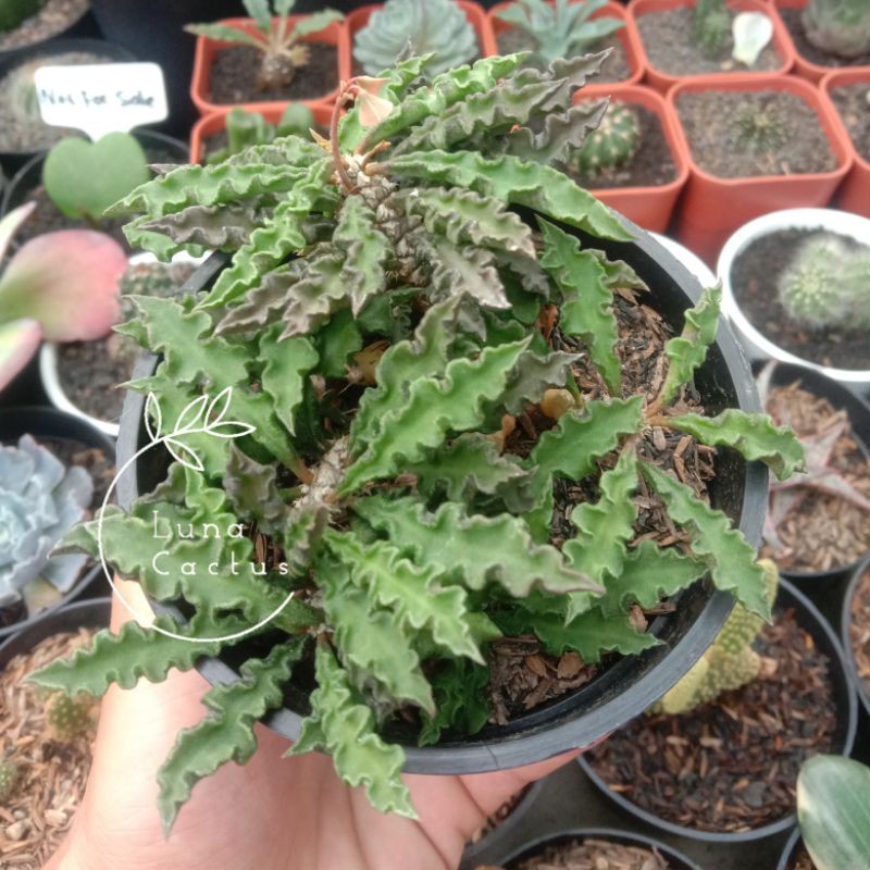 KAKTUS/SUKULEN euphorbia decaryi