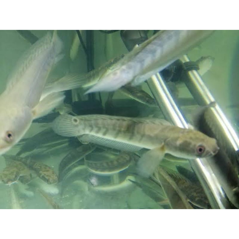 Channa Maru YS 13-14cm ( Cabung/Calon Bunga)