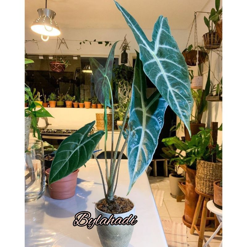 Alocasia Longiloba