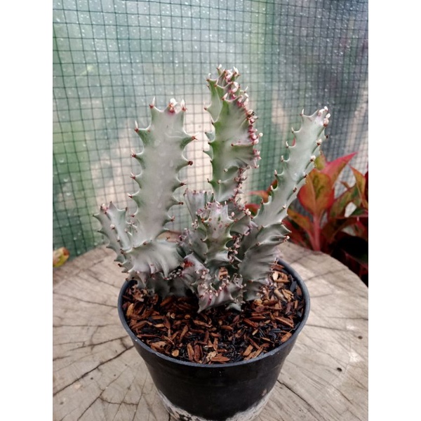 euphorbia lactea cristata