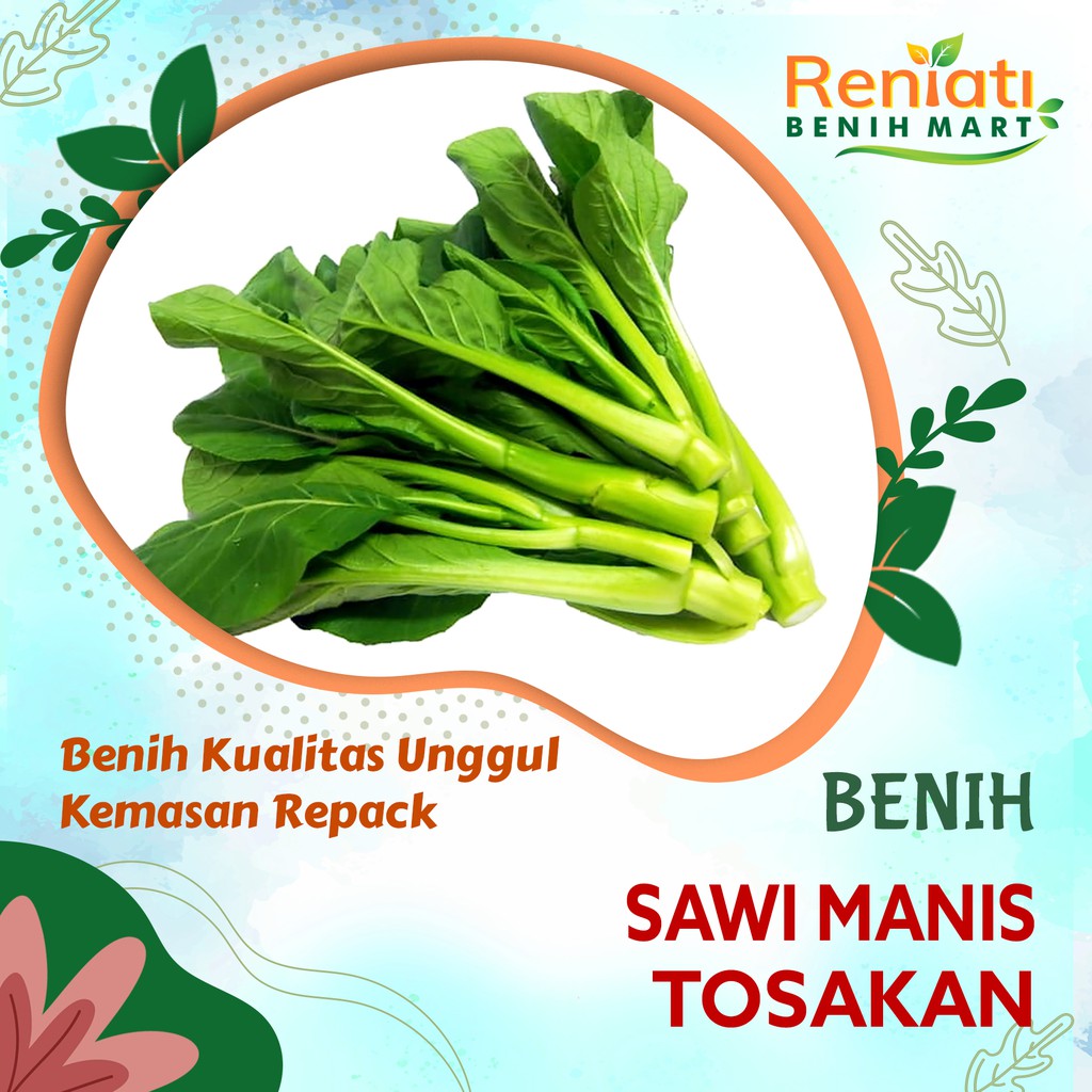 100 Benih bibit sayuran sawi manis Tosakan - bibit sayuran sawi
