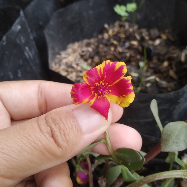 Tanaman Hias Dianthus Atau Anyelir Merah Murah