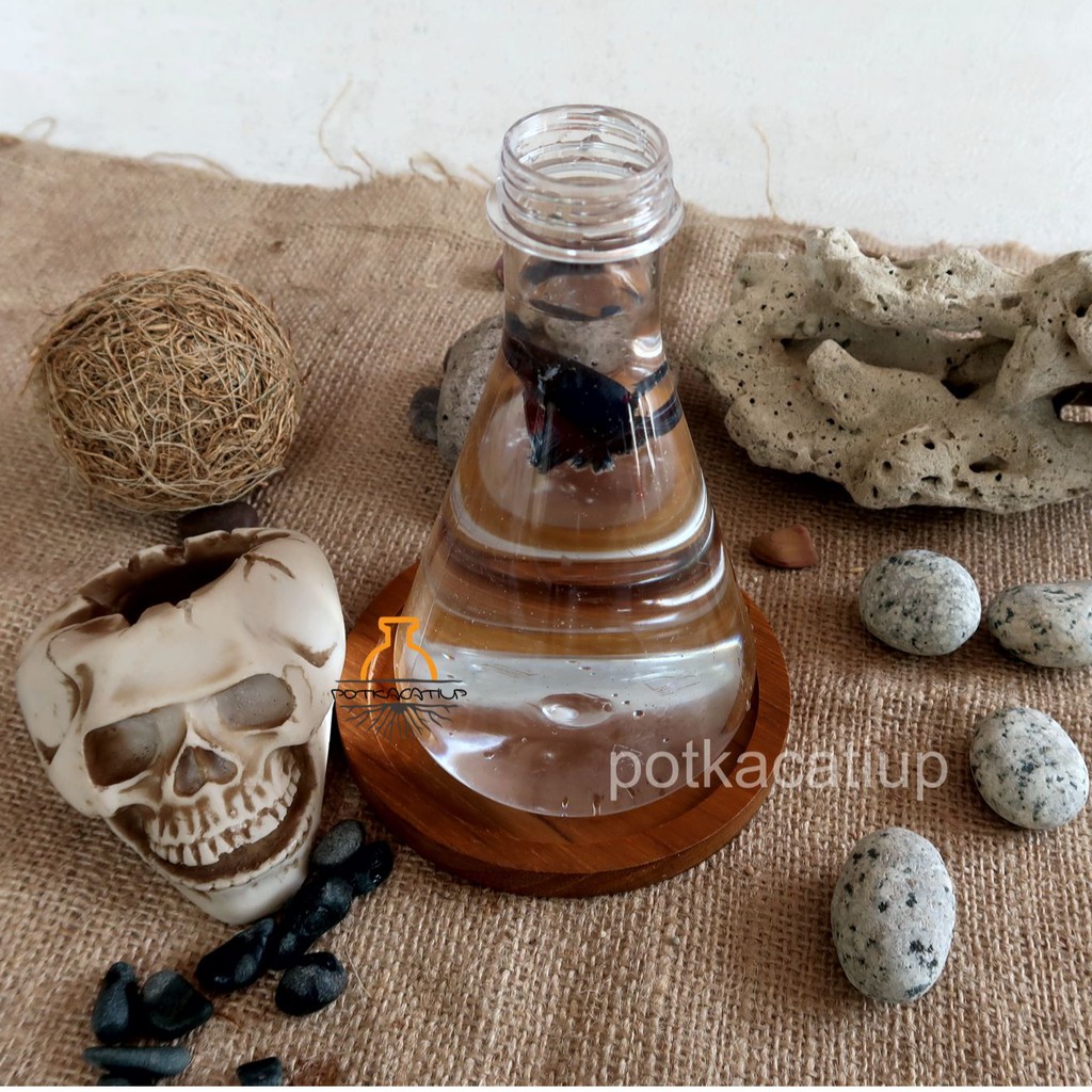 Aquarium Botol Lab Mini Murah Ikan Hias Cupang