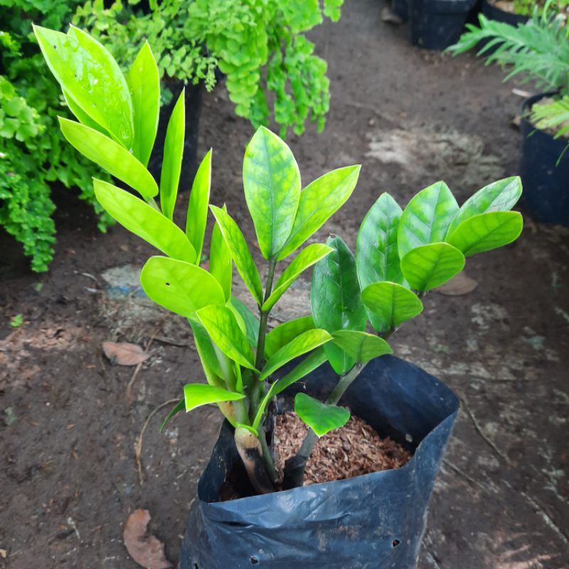 {BISA COD} tanaman dollar zamia culcas pohon dollar zamia bibit dollar zamia