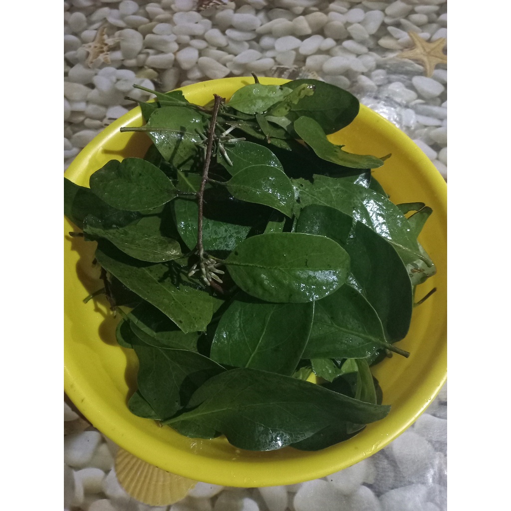 benalu mangga