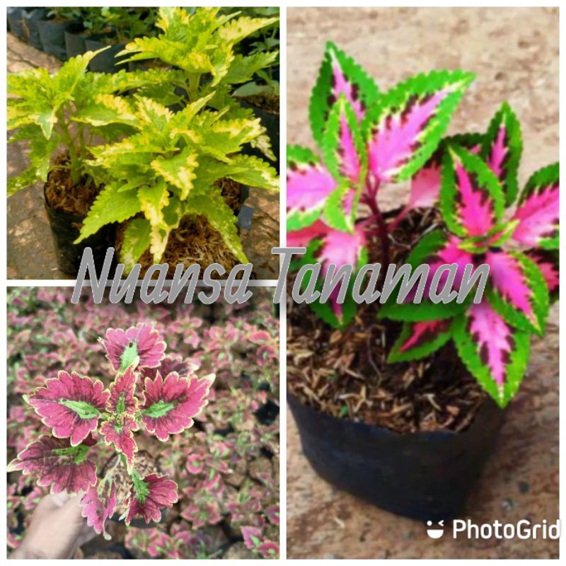 Paket Tanaman Hias Miana - Tanaman Miana - Tanaman Hias Miana