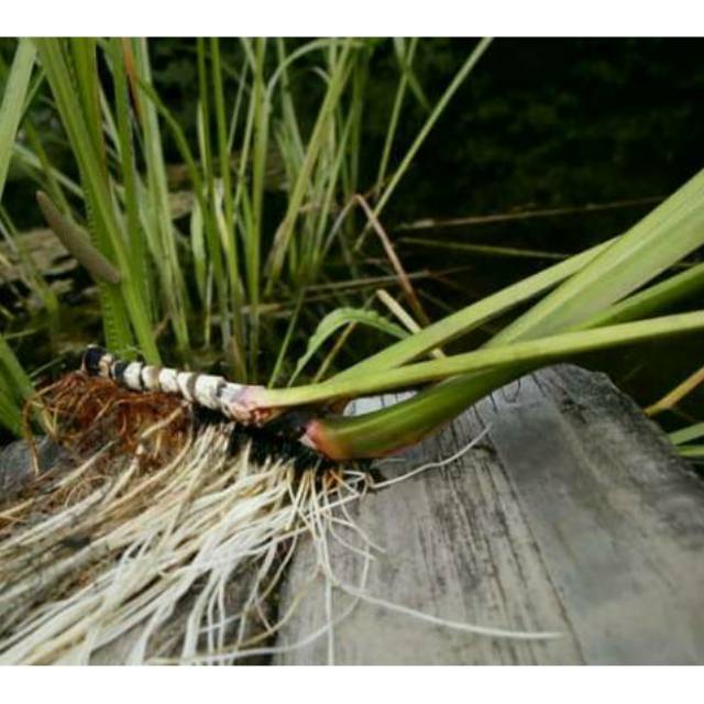 

Daun dling/delingo/jaringao/ segar