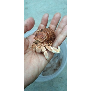 kelomang umang rugosus yellow/kuning besar