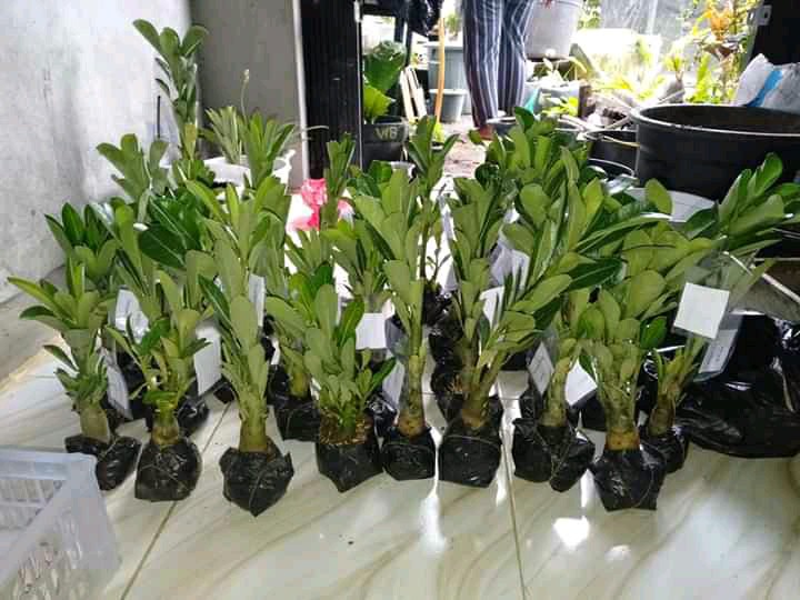 Benih Adenium Desert 3x White Purple