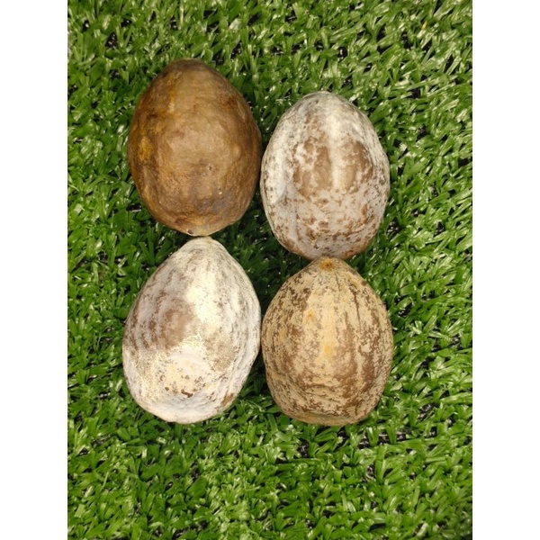 muncang adu kemiri jenis jayanti TRIPLE