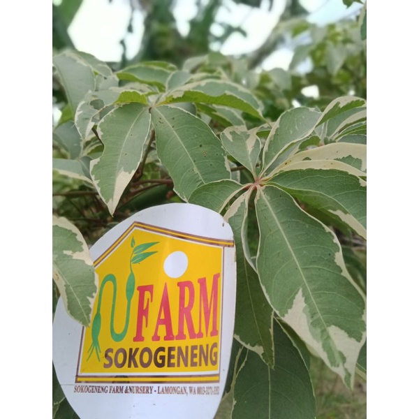 bibit cutting stek randu putih steck randu variegata putih