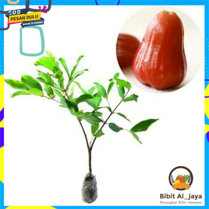 

Promo Murah Jambu air madu delli merah