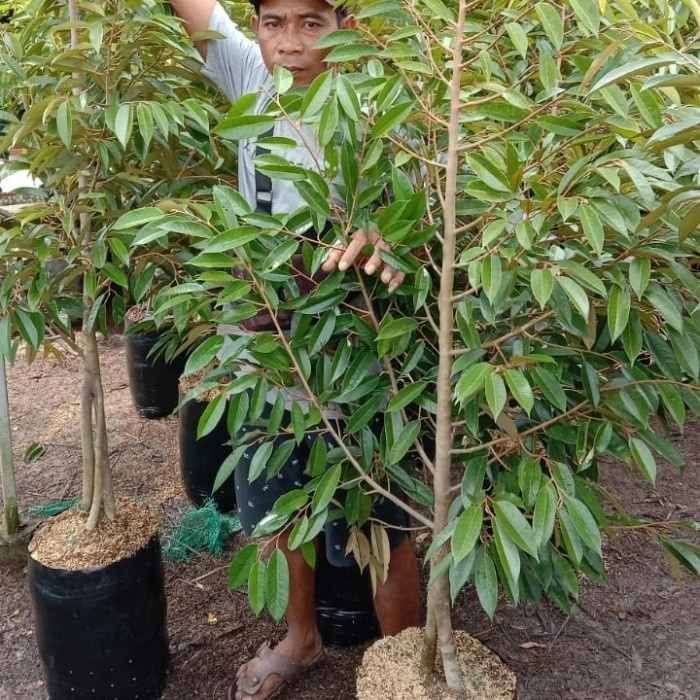 Promo Pohon durian bawor batang besar