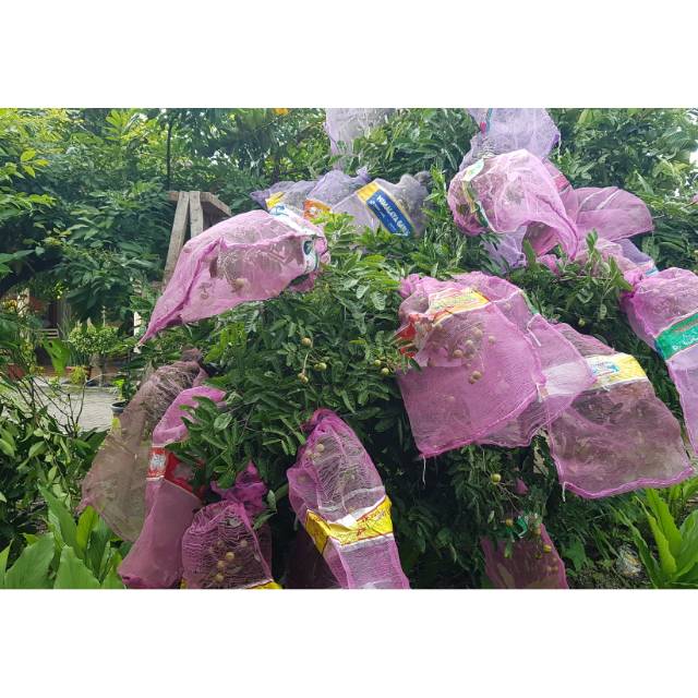 Kelengkeng aroma durian