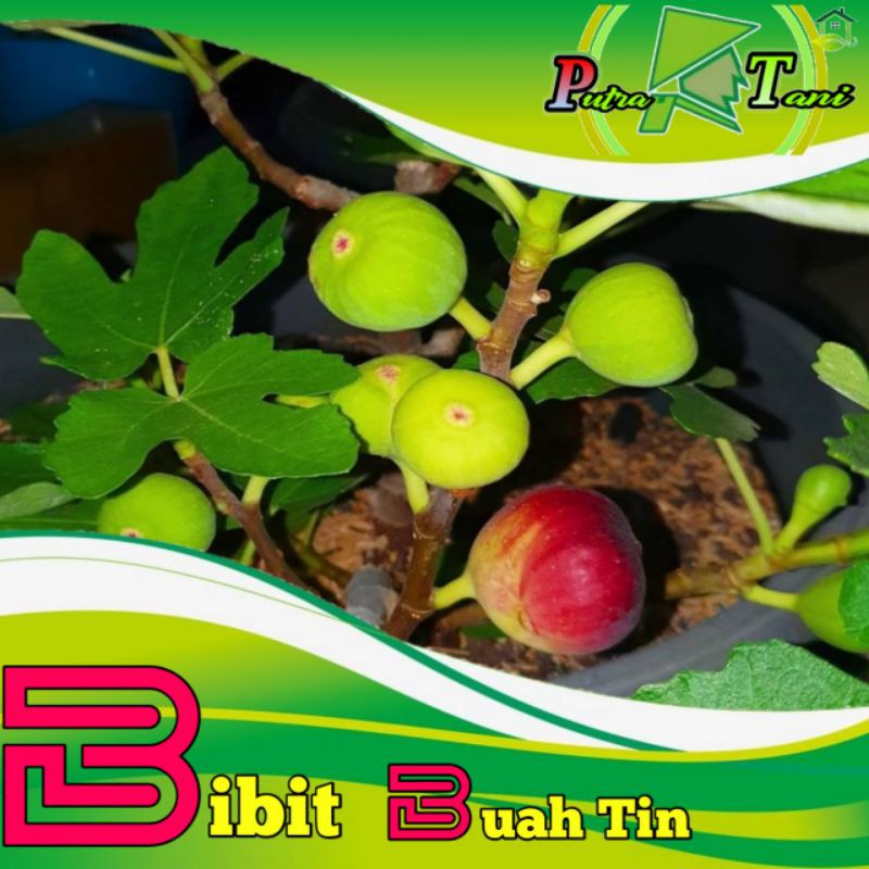 Bibit Buah  Tin berbuah