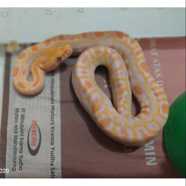 Molurus Albino Molu Albino Molab Shopee Indonesia