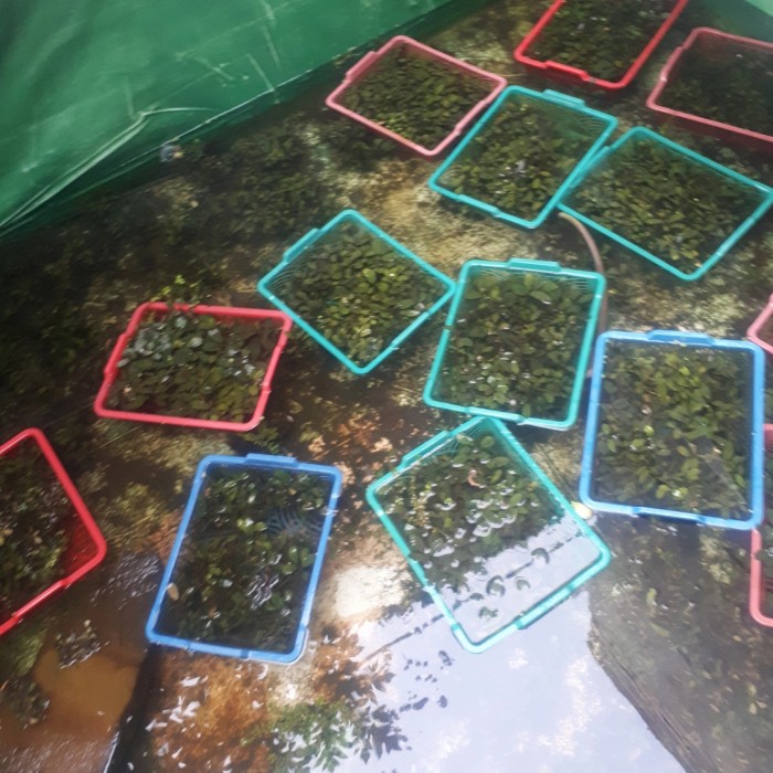 Sekeranjang Buce Medium / Bucephalandra Medium