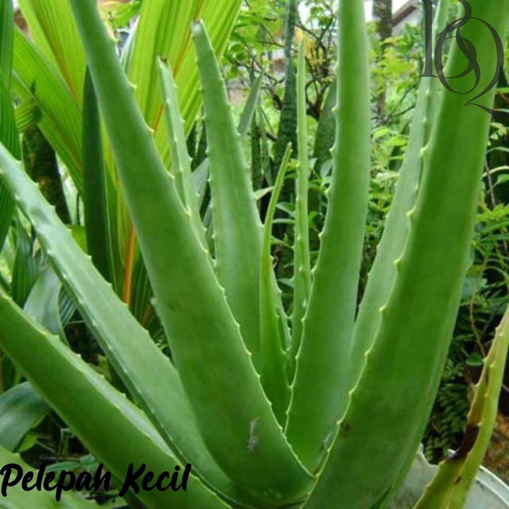 PELEPAH LIDAH BUAYA JUMBO / DAUN LIDAH BUAYA / BIBIT LIDAH BUAYA / MINUMAN LIDAH BUAYA / ALOE KUPAS DIJAMIN BEBAS PEPETISIDA