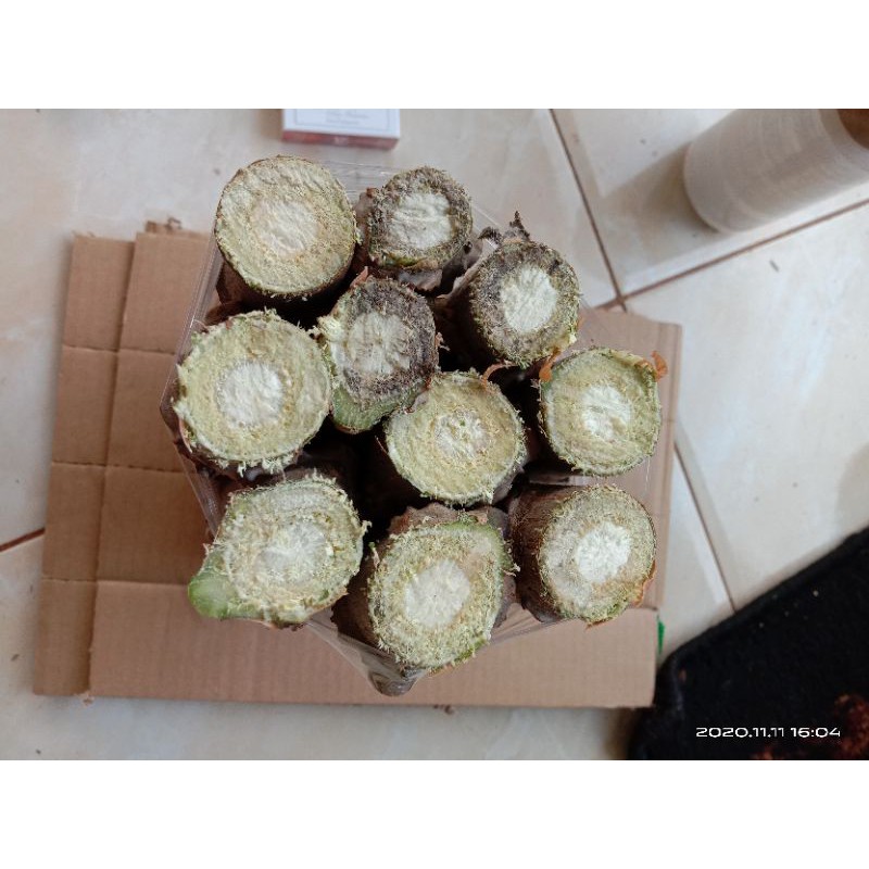 

paket 10 batang singkong/bibit batang singkong