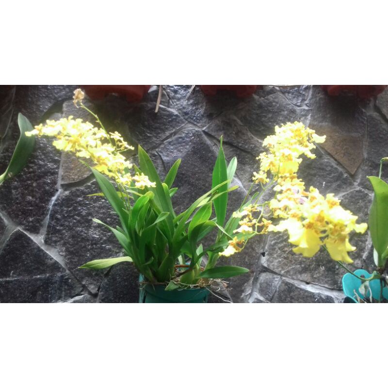 Anggrek oncidium golden shower
