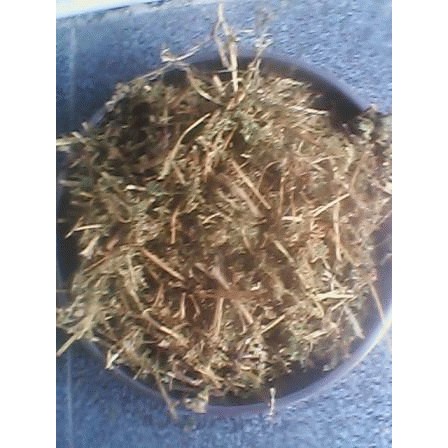

daun cakar ayam