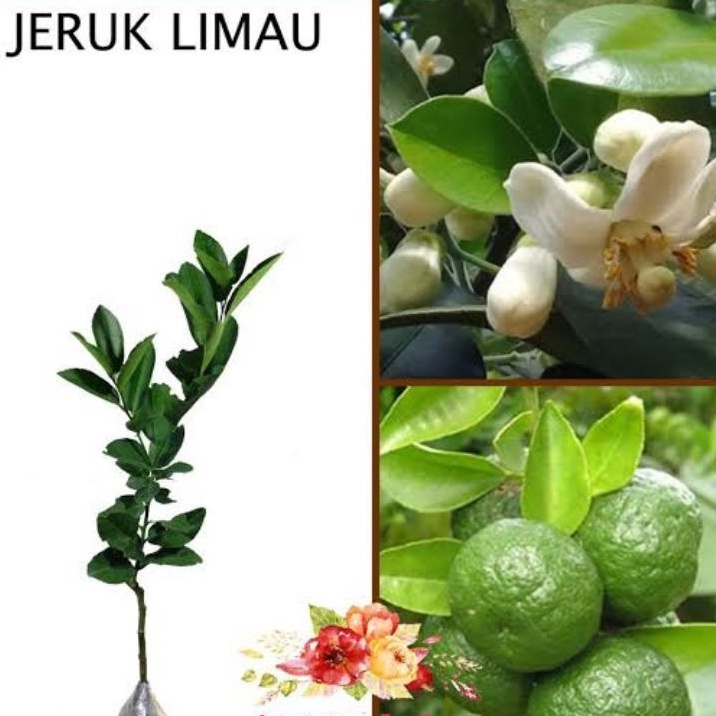 bibit jeruk limau/sambal berbuah lebat