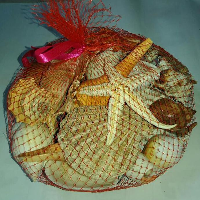 dibeli Hiasan Aquarium Ikan Hias Kerang Fosil stok terbatas