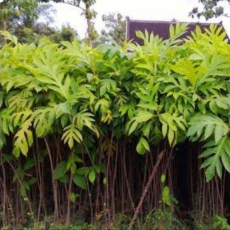 Bibit Tanaman Buah Kluwih - Kluwih - sukun sayur Cepat Berbuah