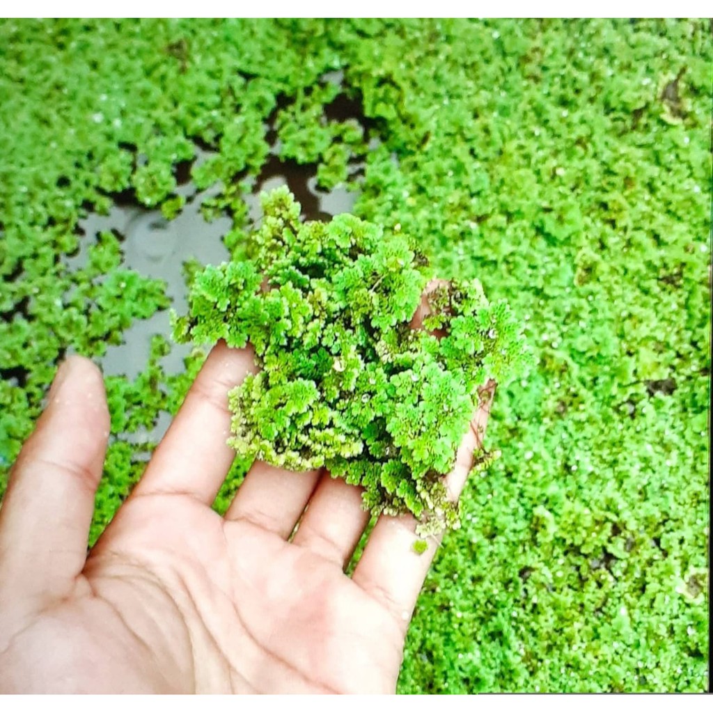 

Azolla Mychropilla Kemasan 1kg
