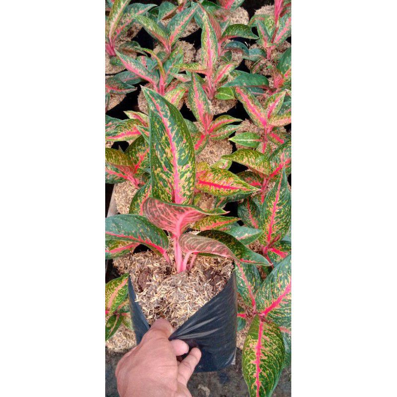 AGLONEMA HOT FLAMING LADY JUMBO TERMURAH /HOT LADY MERAH