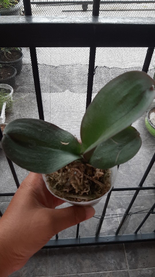 Anggrek Bulan Taiwan Remaja Paket 5pcs