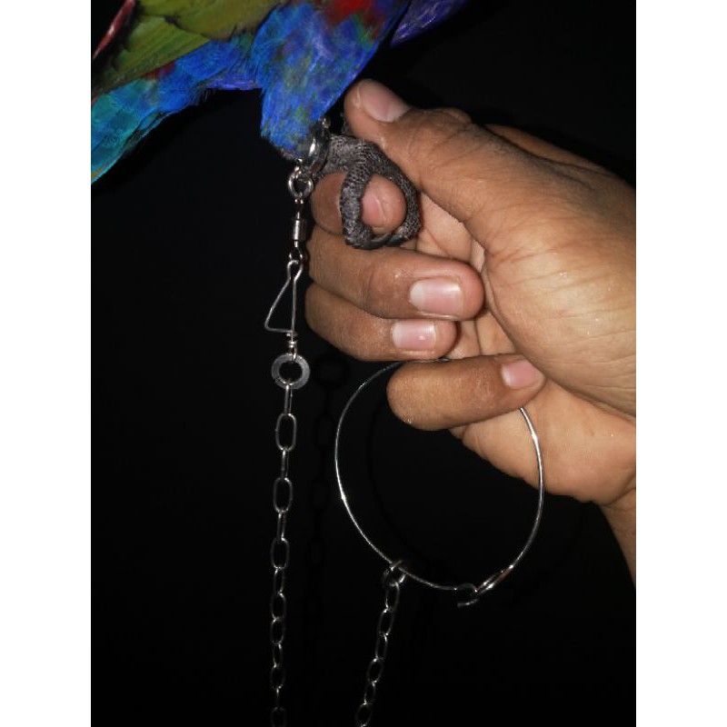 RANTAI PALTEM RANTAI NURI KEPALA HITAM RANTAI NURI PALTEM RANTAI BURUNG NURI PALTEM KEPALA HITAM