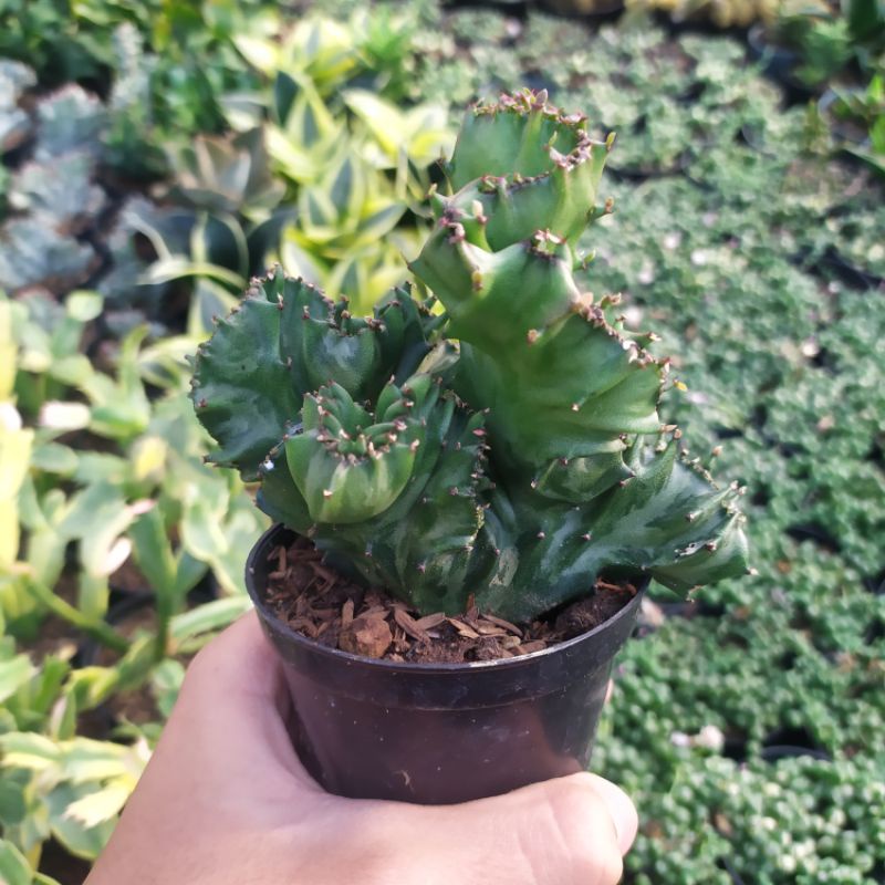 Euphorbia lactea cristata hijau