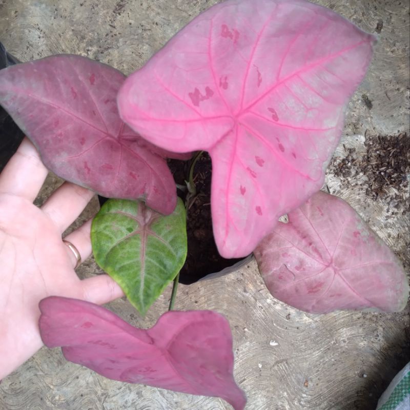 caladium sexy pink, caladium sexy pink dewasa,keladi sexy pink murah, keladi lokal, keladi hibrid