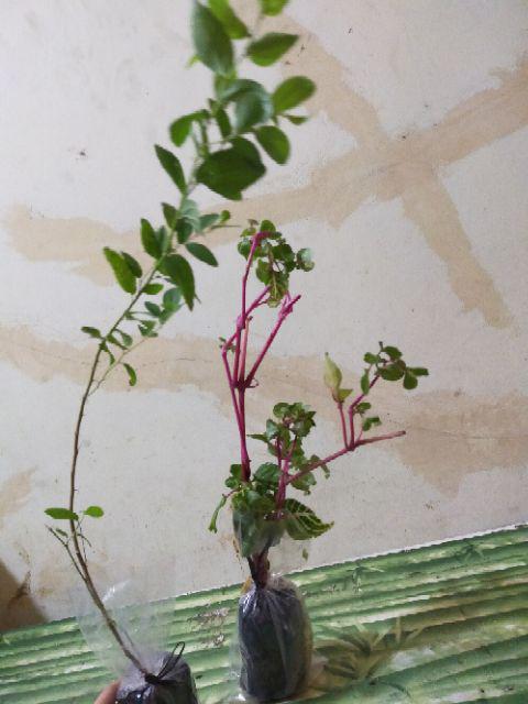 Beli 3 Gratis 1 Bidara Arab Sidr Ruqyah