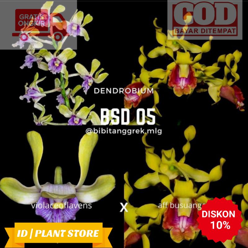 Seedling Anggrek Dendrobium Bunga Keriting Hybrid