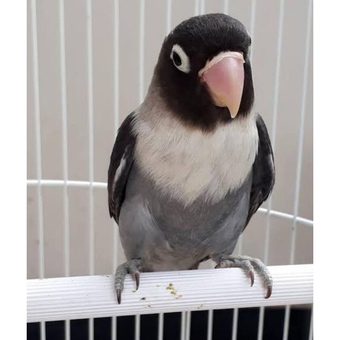 burung Lovebird batman