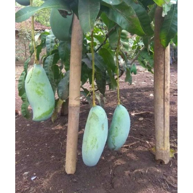 BiBit mangga kiyojay