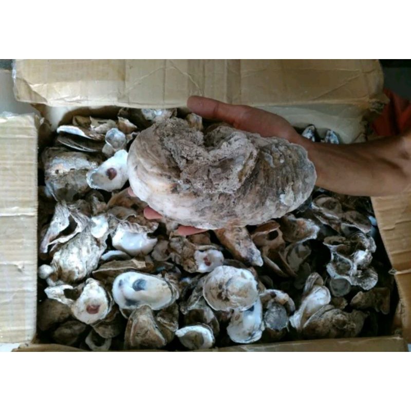 Jual Media filter Oyster shell kulit kerang cangkang tiram sbg PH