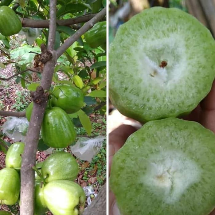 

jambu khiojok