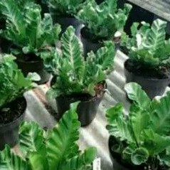 kadaka lasagna cobra besar