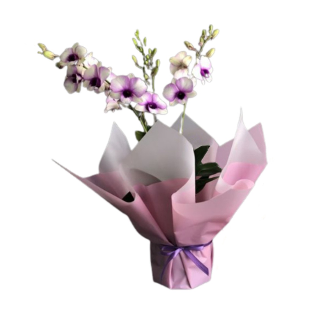 [Flower Bouquet / Hampers Anggrek] Buket BungaTanaman Hias Hidup Anggrek Dendrobium 2 Tanaman