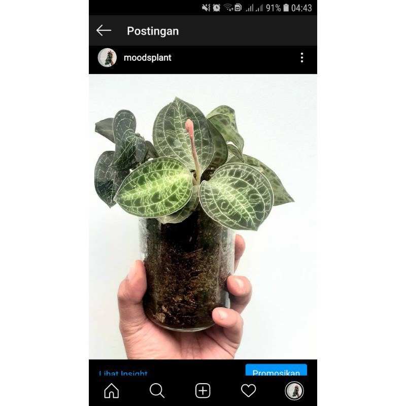 TANAMAN HIAS Jewel Orchid macodes