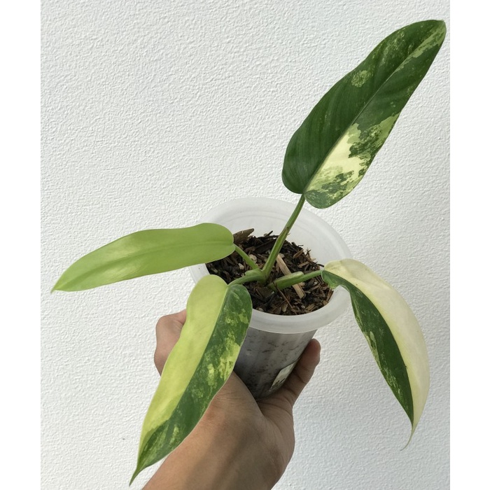 PhilodendronDomesticum Varigata