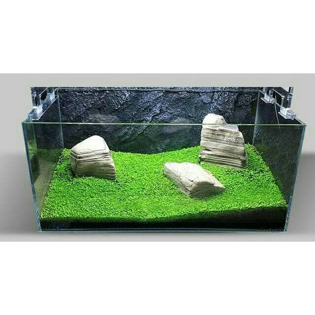 carped seed bibit karpet seed aquascape aquarium small leaf seaweed love grass carpet